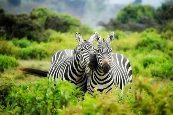 Zebras 1883654_640